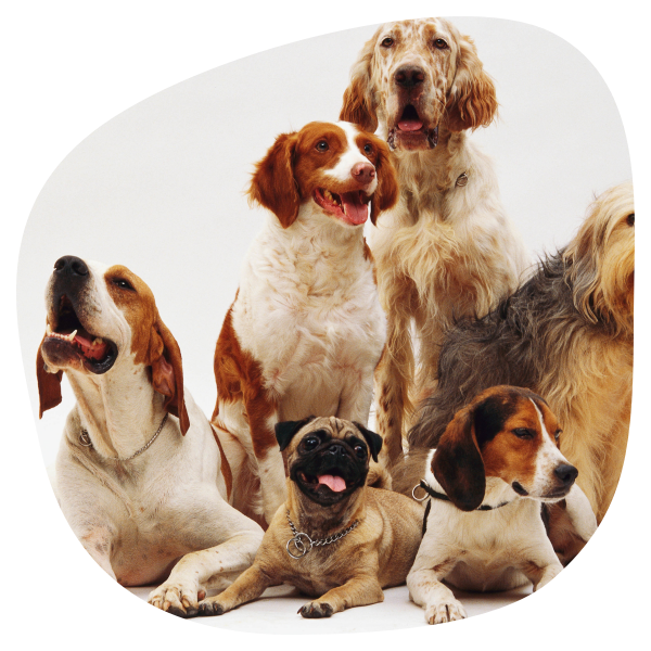 Dog training & behaviour therapy Warrington & N.West